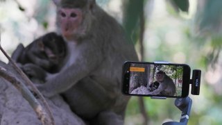 YouTuber Ium Daro, who started filming Angkor monkeys about three months ago,