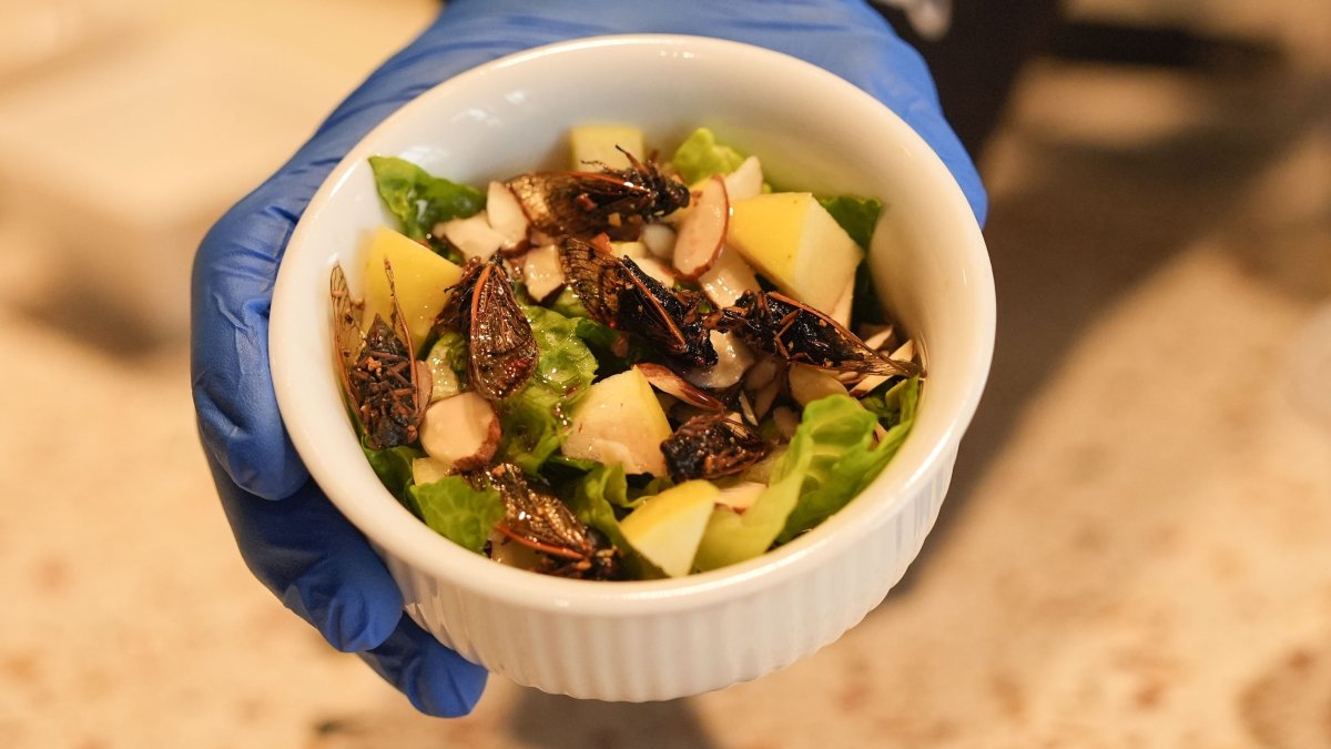 New Orleans cafe offers insect-based treats with cicadas, crickets, more – NBC 6 South Florida - Vimarsana News