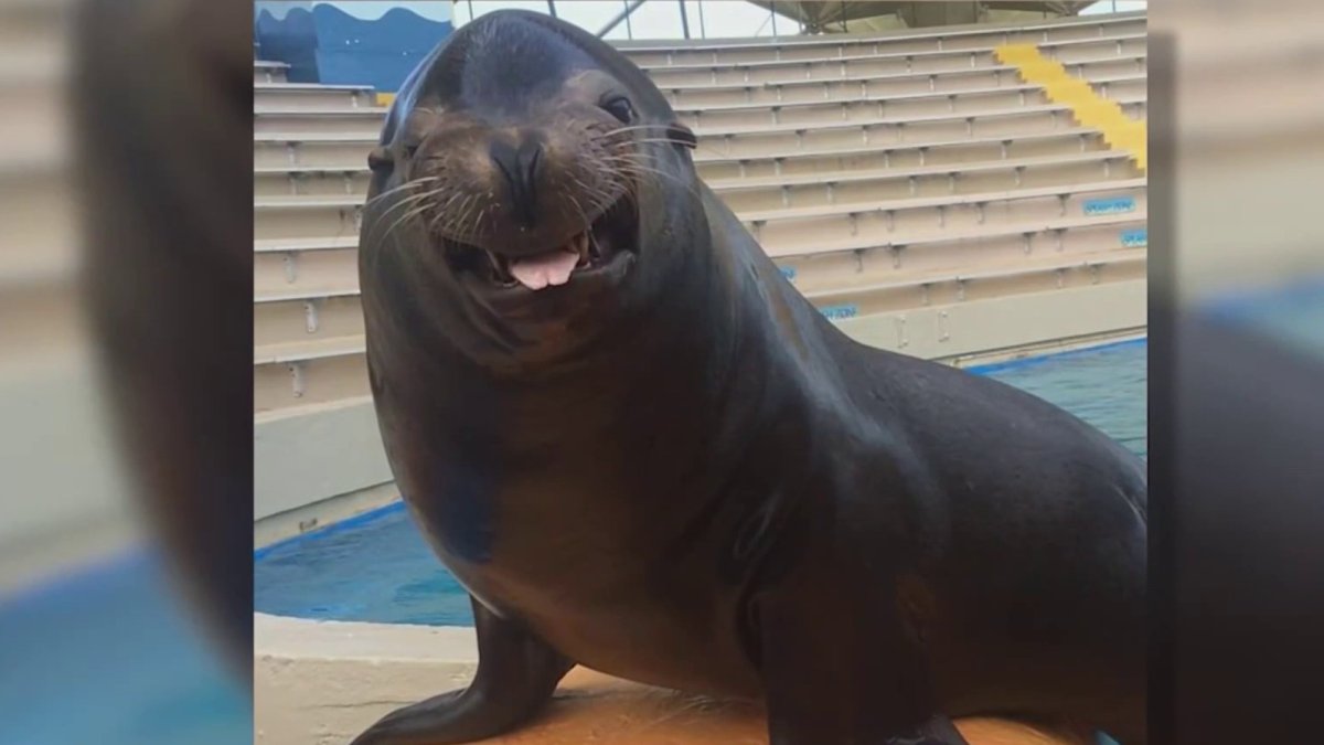 Miami Seaquarium sea lion dies before it could be taken by USDA – NBC 6