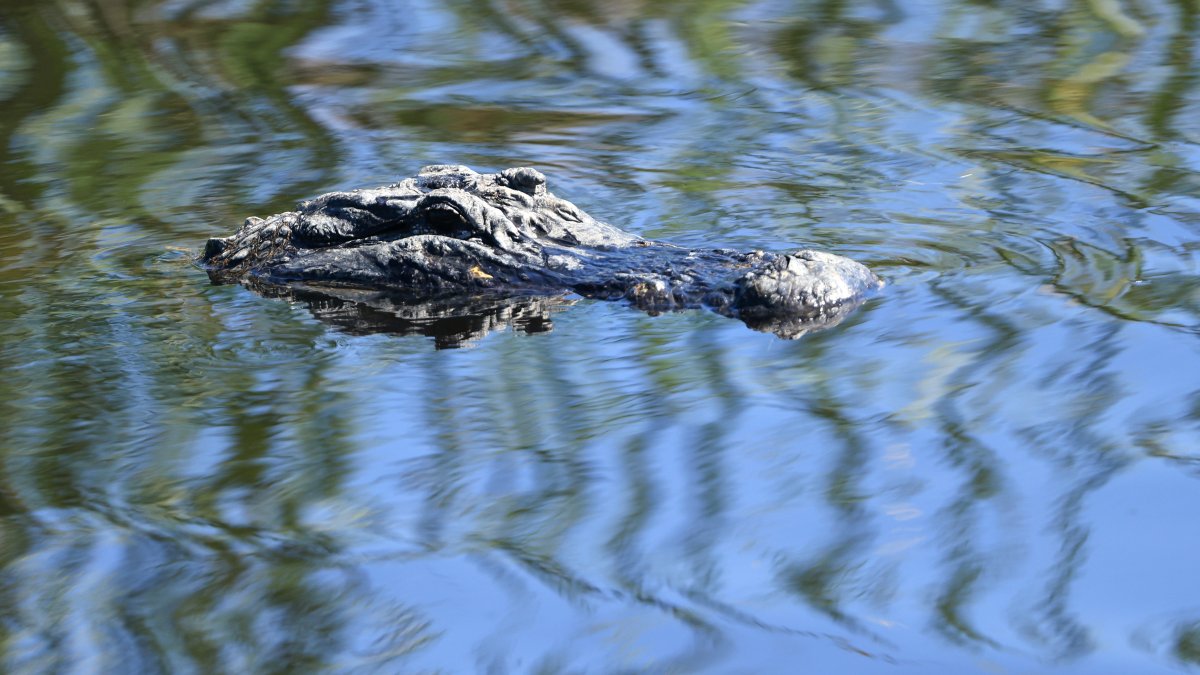 Diver faced life or death choice after being pinned underwater by alligator – NBC 6 South Florida - Vimarsana News