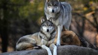 House votes to remove federal protections for gray wolves in 48 states