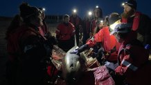 International Fund for Animal Welfare workers attend to a stranded dolphin in Wellfleet, Massachusetts, on Tuesday, April 23, 2024.