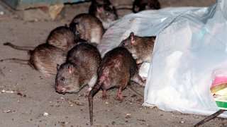 FILE - Rats swarm around a bag of garbage near a dumpster in New York on July 7, 2000.