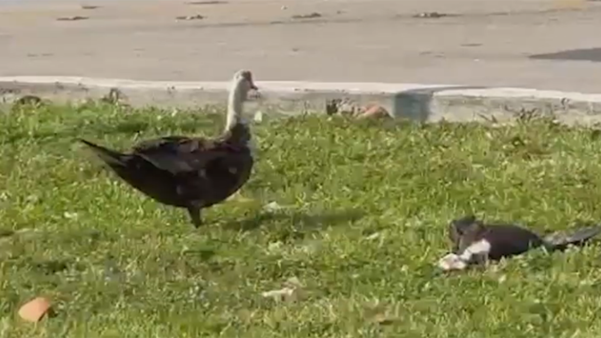 Residents of North Miami neighborhood says dozens of ducks found shot ...