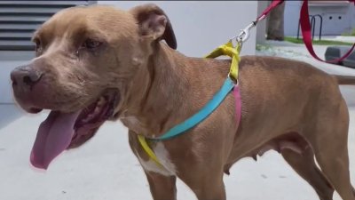 Karma, pitbull abandoned in Lauderhill after being abused and shot, on the mend