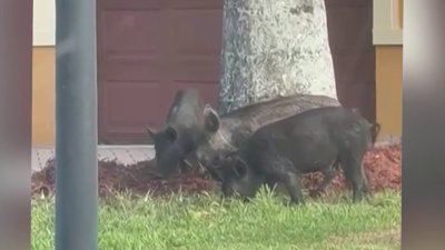 Residents concerned over wild hogs on the loose in Miramar