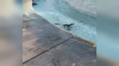 Baby gator cools off in Palm Beach Gardens fountain