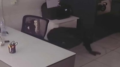 Video caught the moment burglars entered jewelry store through a hole in the wall