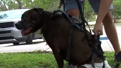 Man says pet dog left paralyzed after staying at boarding facility