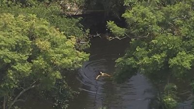 BSO apprehends suspect in canal in Cooper City