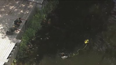 Video shows fleeing robbery suspect caught after jumping into Cooper City canal