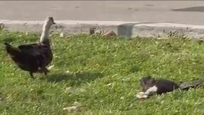 Residents of North Miami neighborhood says dozens of ducks found shot to death in recent days