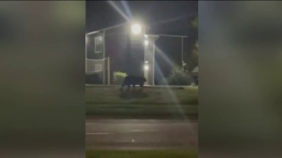 Crews work to capture black bear in Tampa neighborhood