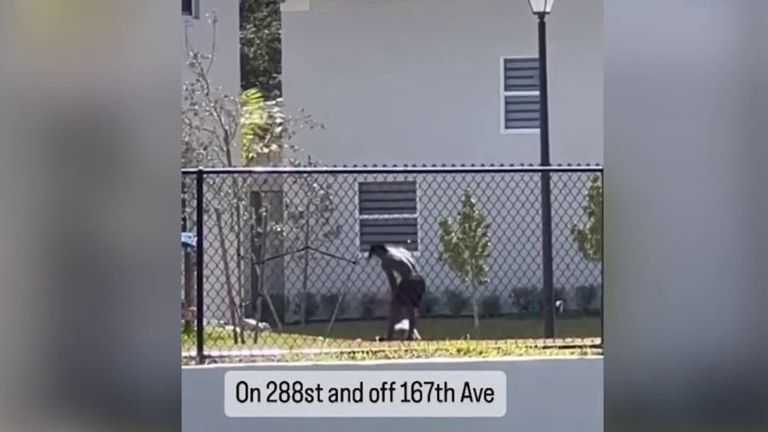 Disturbing video shows owner punching dog in the face in Homestead