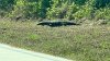 Massive lizard spotted strolling in Florida: ‘It was huge'