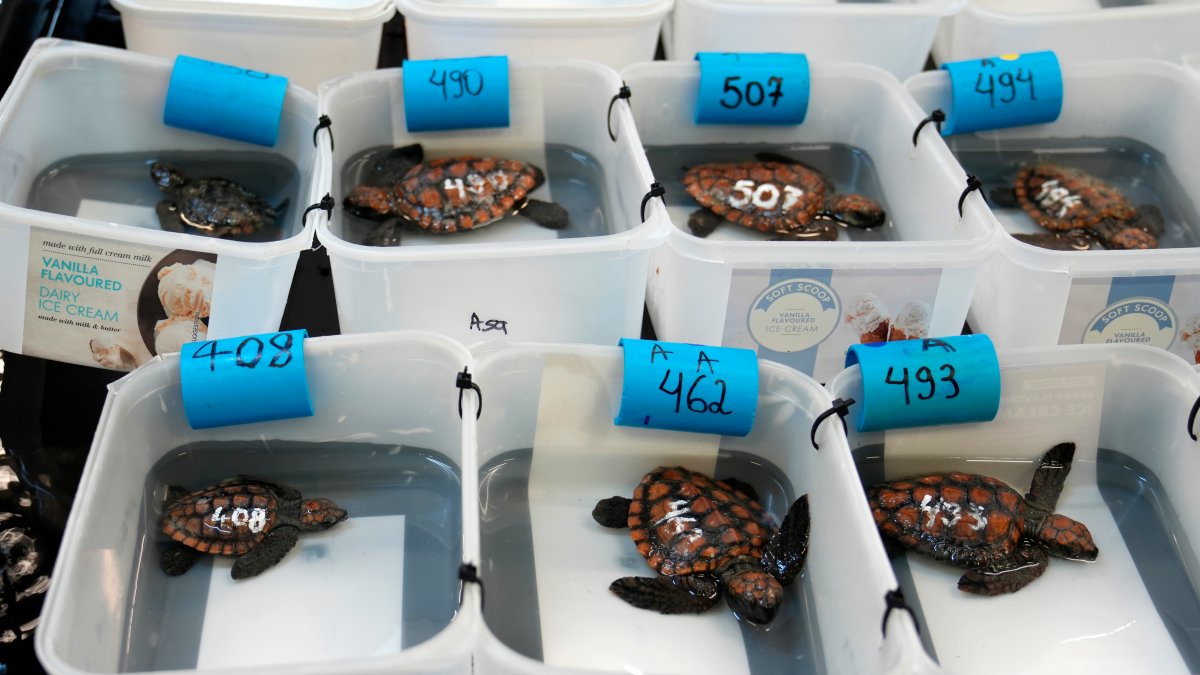 Over 500 baby sea turtles rescued after they washed ashore in big storm off South Africa – NBC 6 South Florida - Vimarsana News
