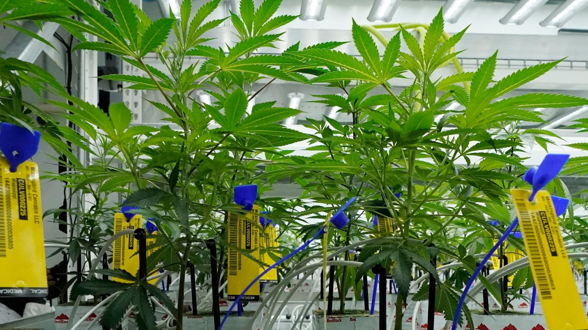 Cannabis industry pros push for Amendment 3’s passage in Florida NBC