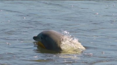 Bottlenose dolphin ends up stuck in Cape May County creek