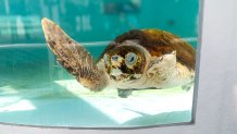 Cayman, a subadult loggerhead turtle