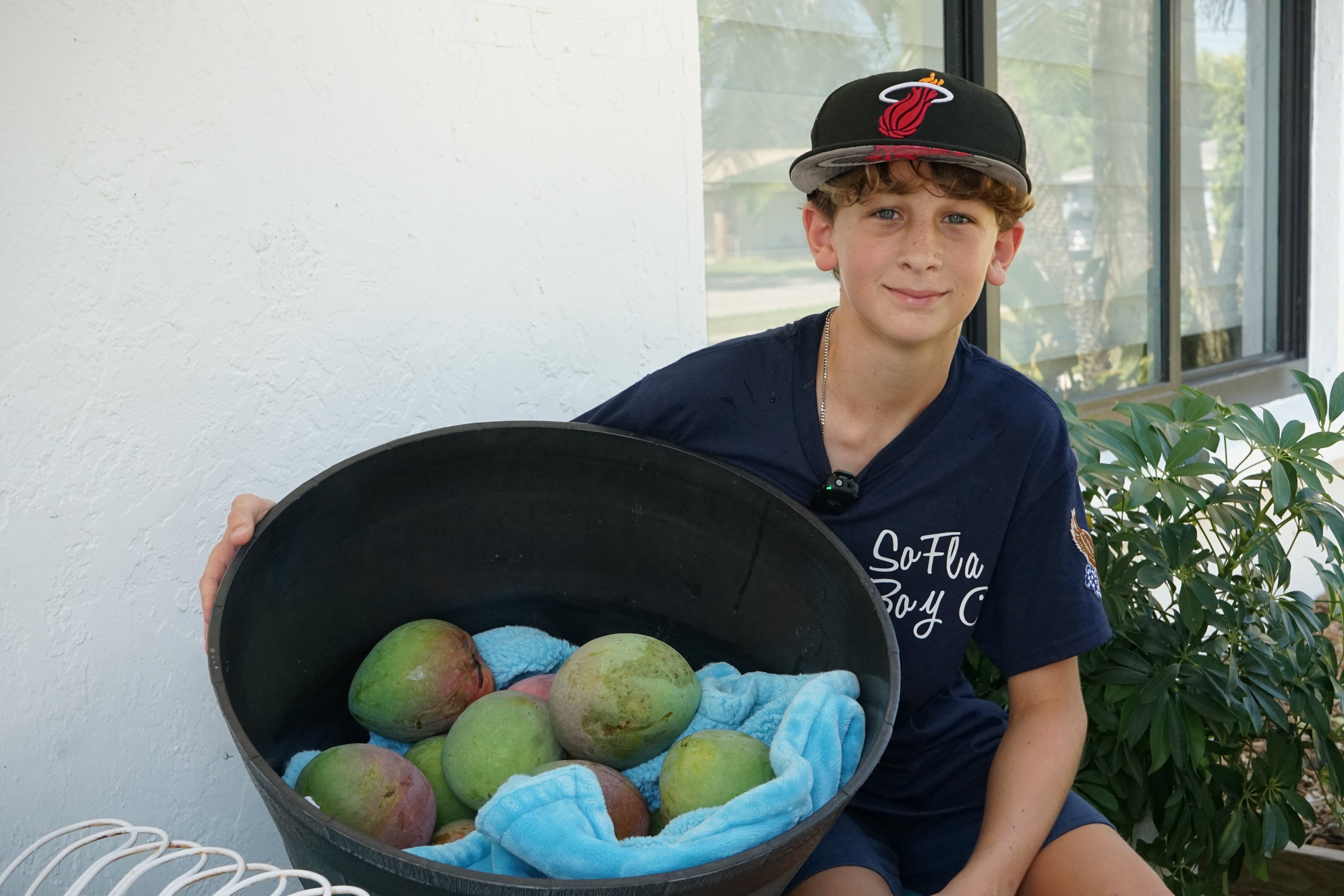 Mango Money: 12-year-old picks mangoes for Plantation neighbors – NBC 6 South Florida - Vimarsana News