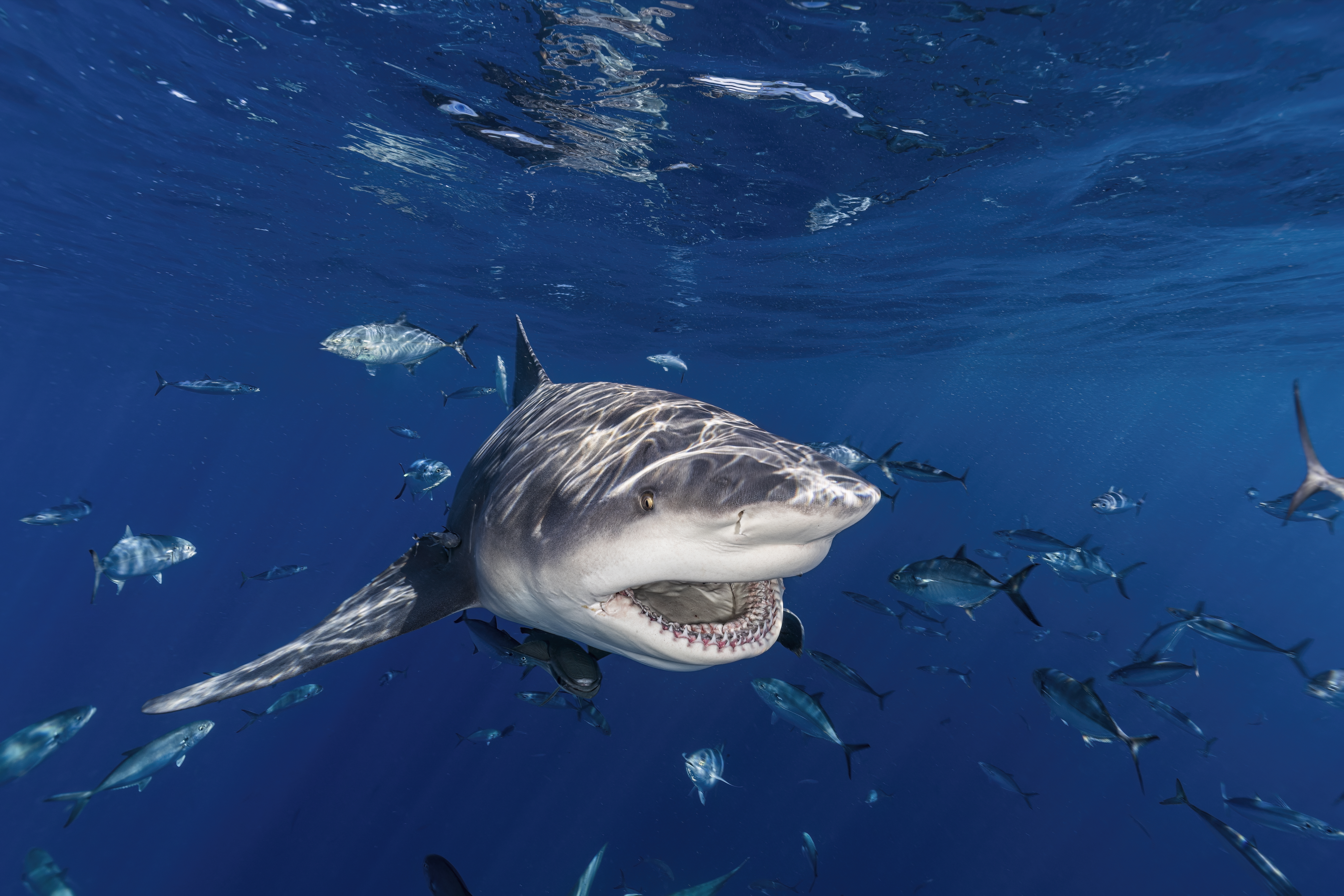 Florida has most unprovoked shark - GettyImages 1482624105 