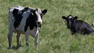 Cows graze in a field at a dairy farm on April 26, 2024 in Petaluma, California.