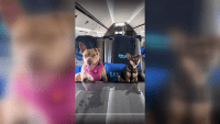 La aerolínea “Bark Air” aterriza su vuelo inaugural lleno de perros en aeropuerto de Los Ángeles