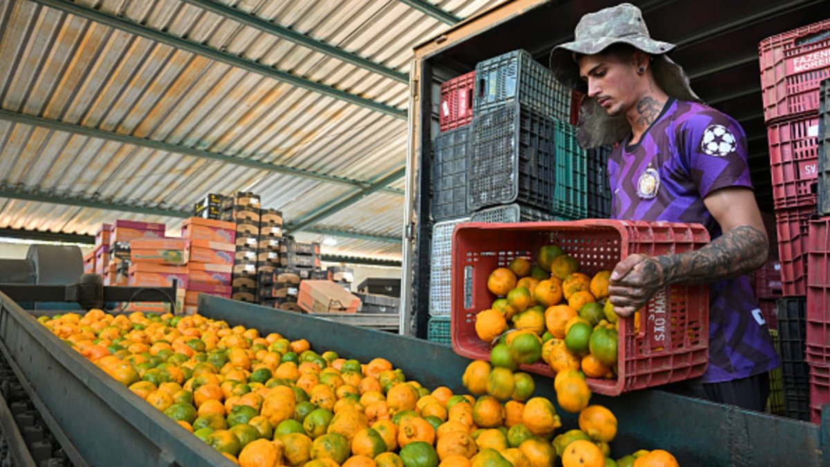 Disease, drought and alternative fruits: The orange juice industry is ...