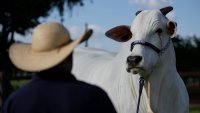 She's the world's most expensive cow, and part of Brazil's plan to put beef on everyone's plate
