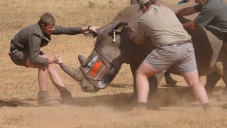 A sedated rhino is prepared to be tranquilized, before a hole is drilled into its horn and isotopes carefully inserted, at a rhino orphanage in the country’s northern province of Limpopo, Tuesday, June 25, 2024. Researchers have started the final phase of a research project aimed at reducing rhino poaching by inserting radioisotopes into rhino horns to devalue one of the most highly trafficked wildlife commodities.