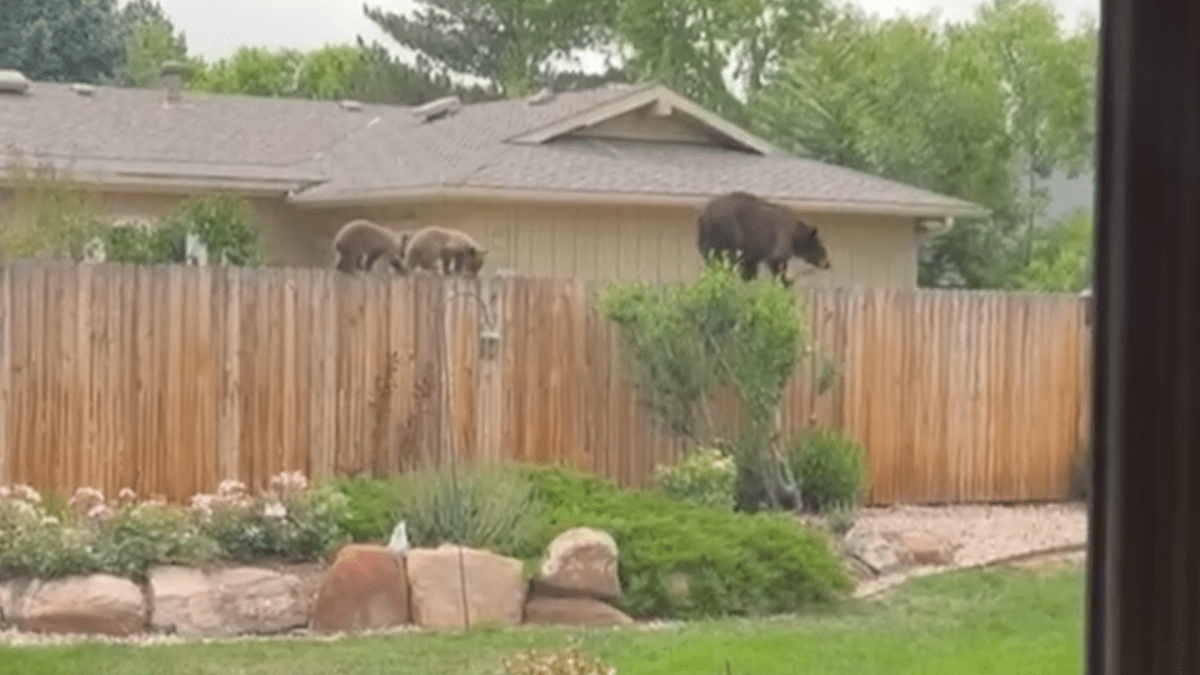 watch-bears-and-cubs-walk-on-fence-between-colorado-homes-nbc-6