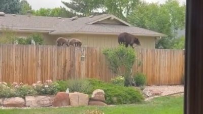 En video: familia de osos camina sobre cerca en Colorado