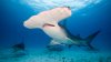 How common are hammerhead sharks in Florida waters?