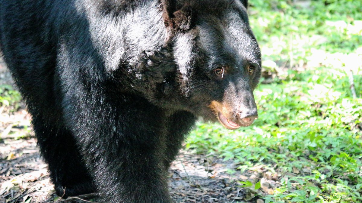 ‘Crack’ bear bill Florida makes it legal to kill black bears NBC 6