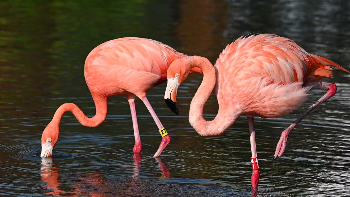 New bill seeks to make flamingo the Florida state bird – NBC 6 South