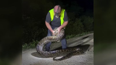 ON VIDEO: Florida trapper catches 17-foot python in the Everglades