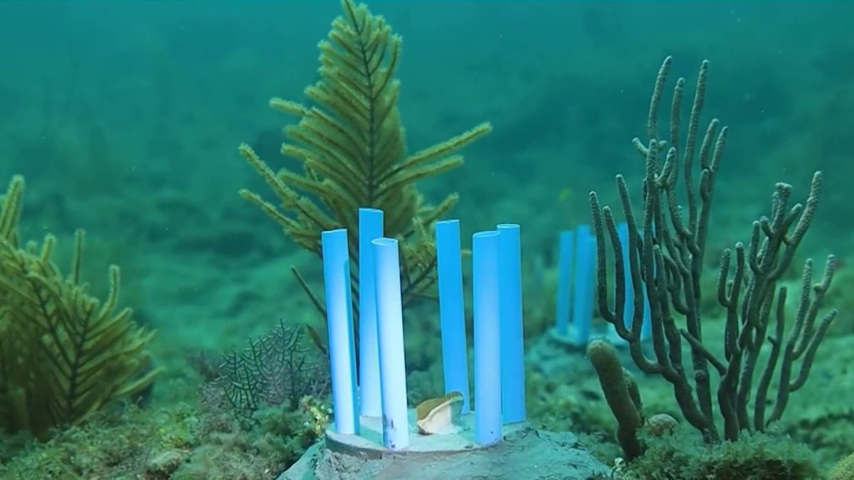 Biodegradable straws help protect South Florida corals NBC 6 South