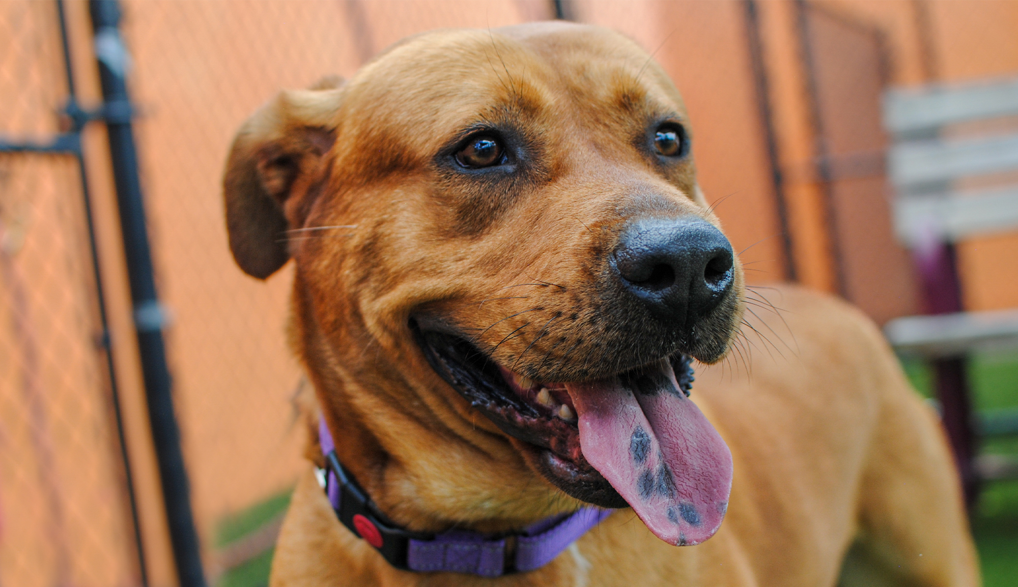 This handsome, smiley boy is named Ashton. His reference number is A2492908. Courtesy: Miami-Dade County Animal Services