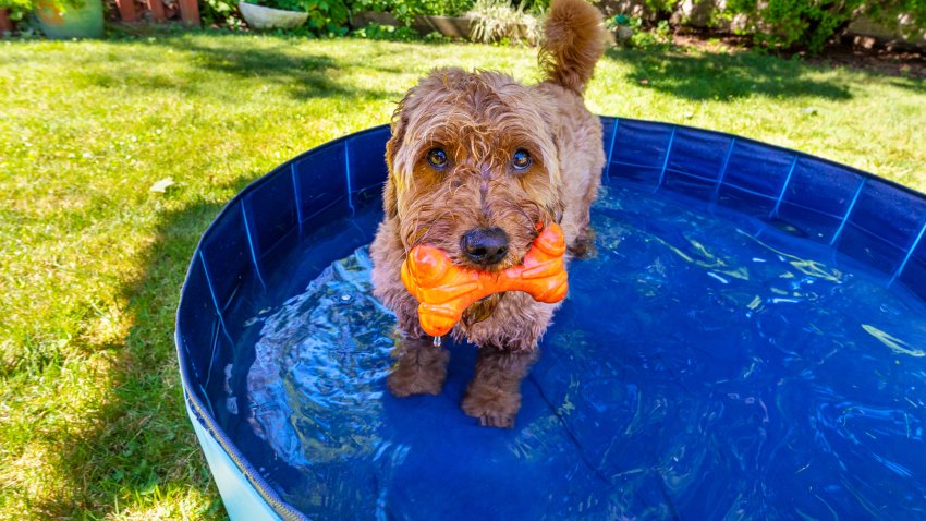 Miniature goldendoodle enjoying a small splash pool on a hot summer day.