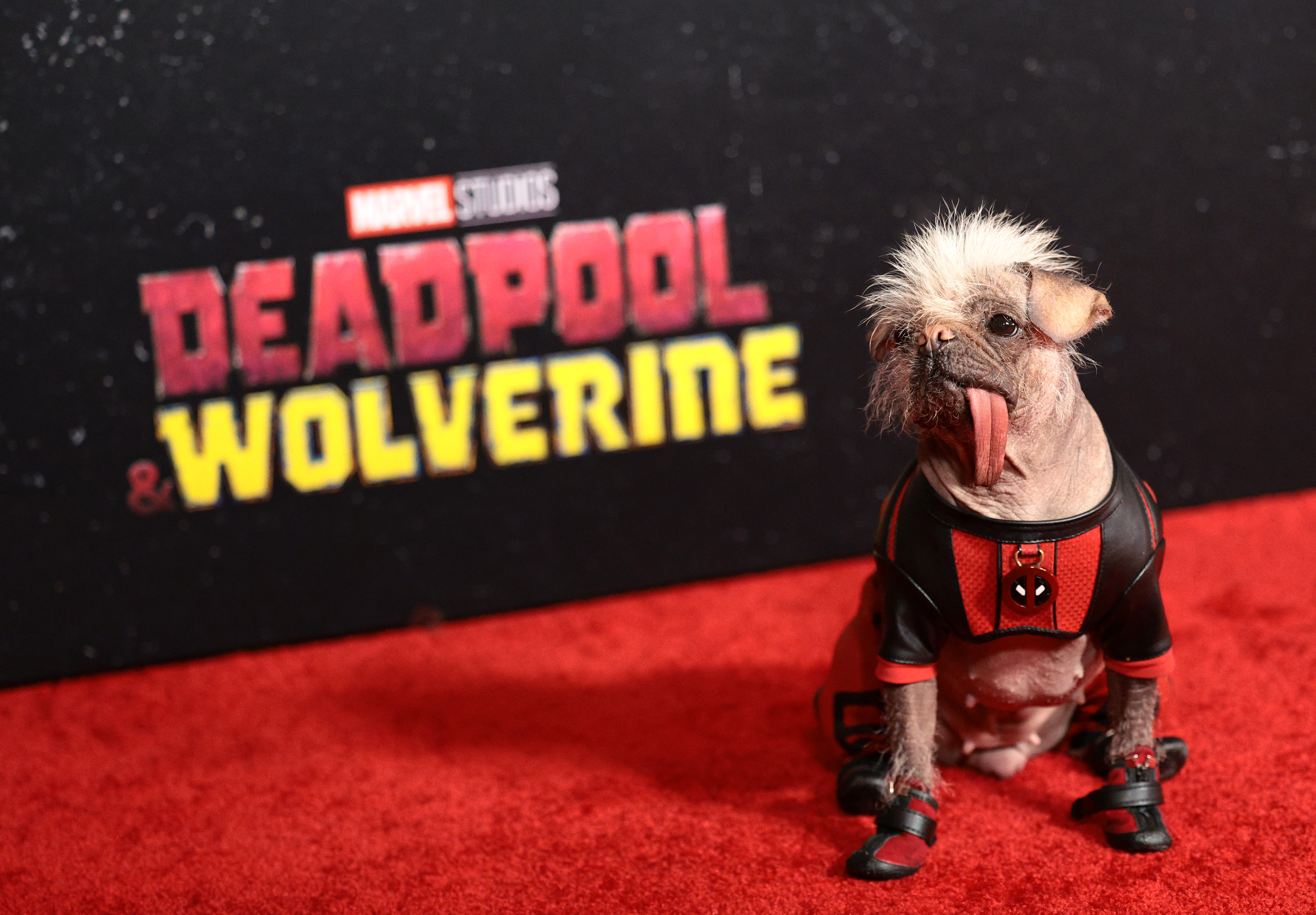 Peggy's red carpet journey from 'Britain's Ugliest Dog' to 'Deadpool'