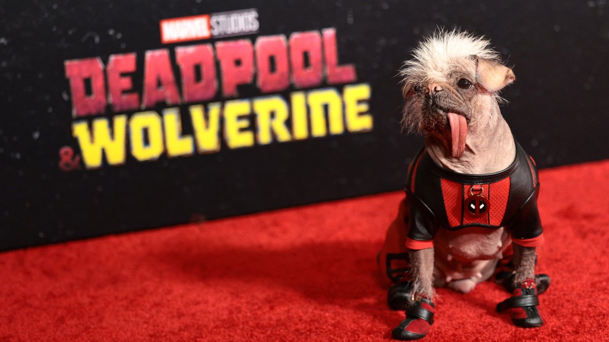 Peggy's red carpet journey from 'Britain's Ugliest Dog' to 'Deadpool' Peggy's red carpet journey from 'Britain's Ugliest Dog' to 'Deadpool'