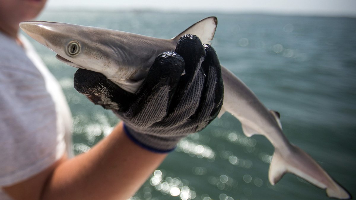 ‘Cocaine sharks’ found off Brazil coast, study shows – NBC 6 South Florida