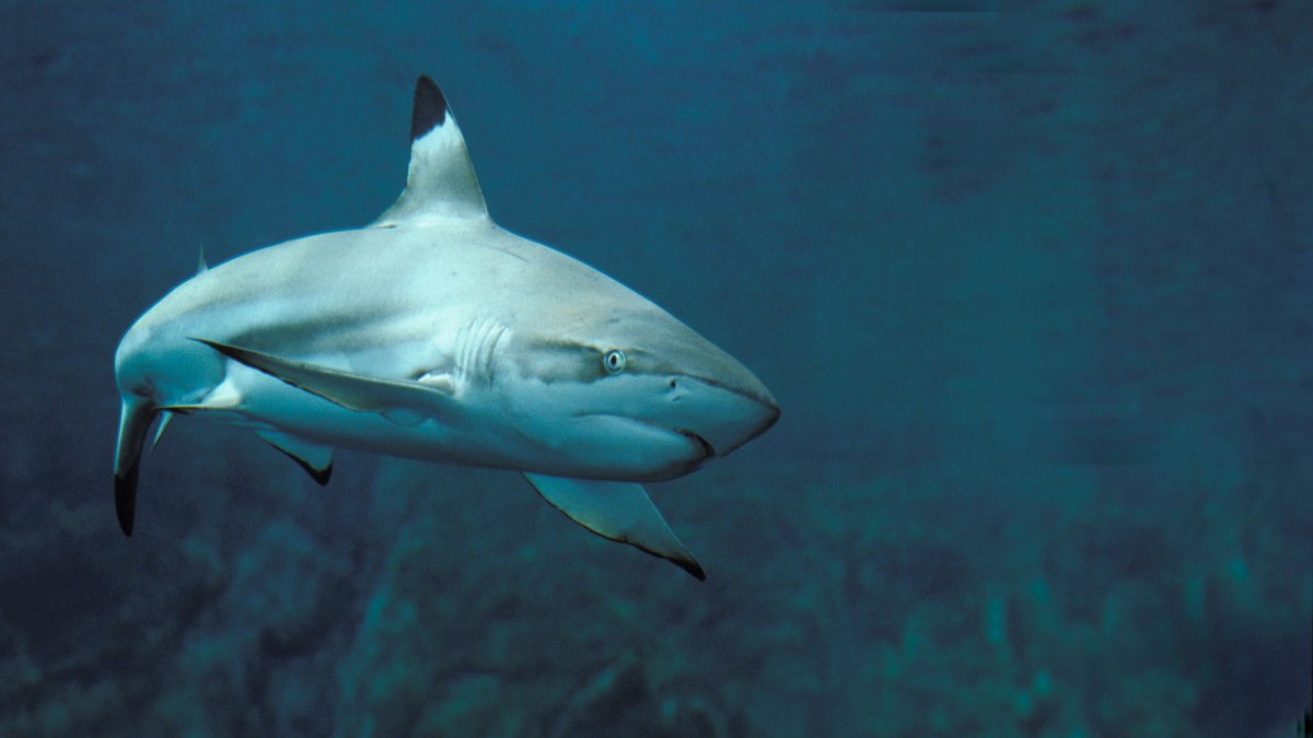 Are shark bites happening more often? Experts weigh in NBC 6 South