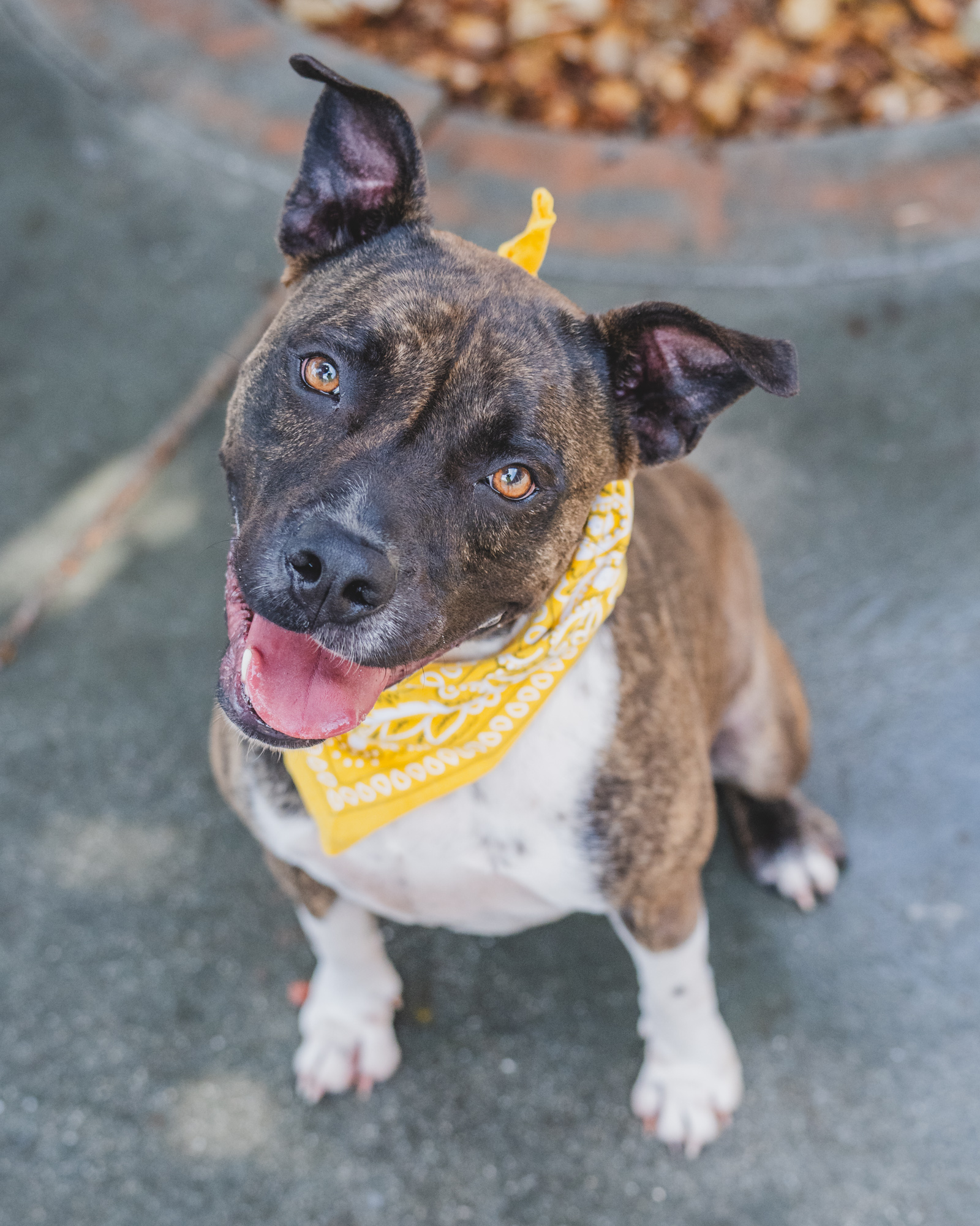 Meet Linda (#A2400171), a delightful 2-year-old terrier mix with a heart full of love and playful energy! Since arriving at the shelter in December, she has charmed everyone with her sweet nature and joyfully participates in playgroups with her doggy pals. Linda is always loose and wiggly when meeting new friends, making her the perfect companion for an active and loving home.