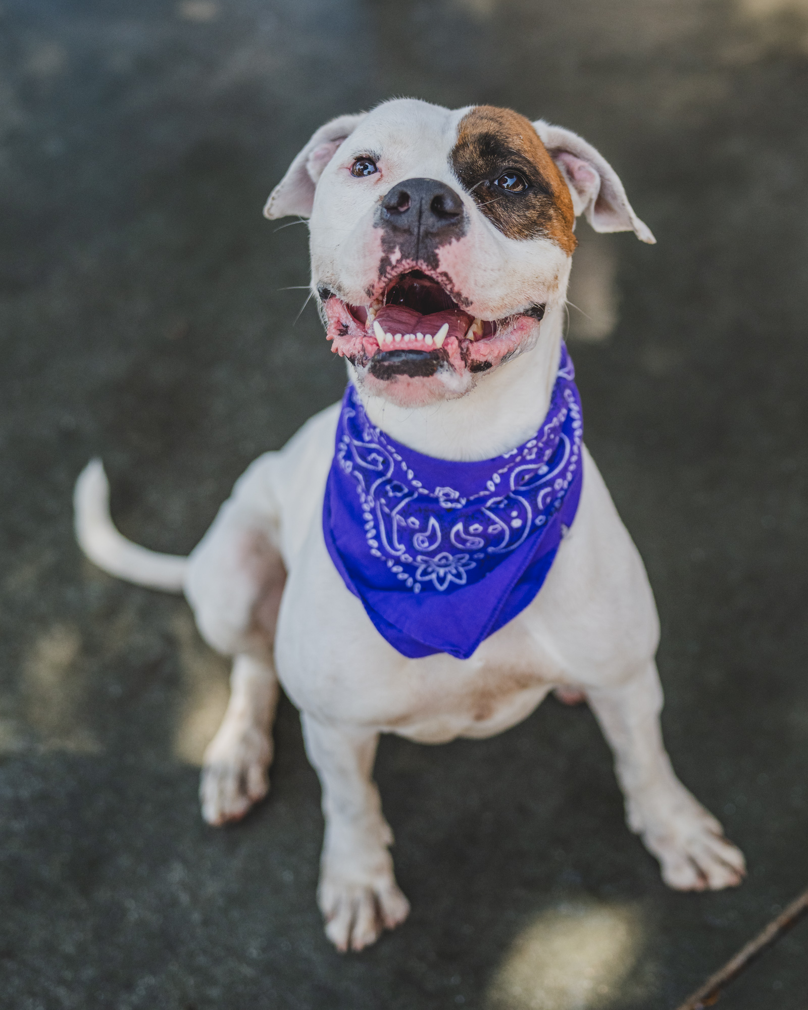 Meet Luna (#A2187436), a friendly 5-year-old American Bulldog who was found as a stray outside the shelter in March. This affectionate girl loves spending time with her handlers and enjoys participating in playgroups. Luna's warm and sociable nature makes her an ideal companion for a loving home. Courtesy: Miami-Dade County Animal Services