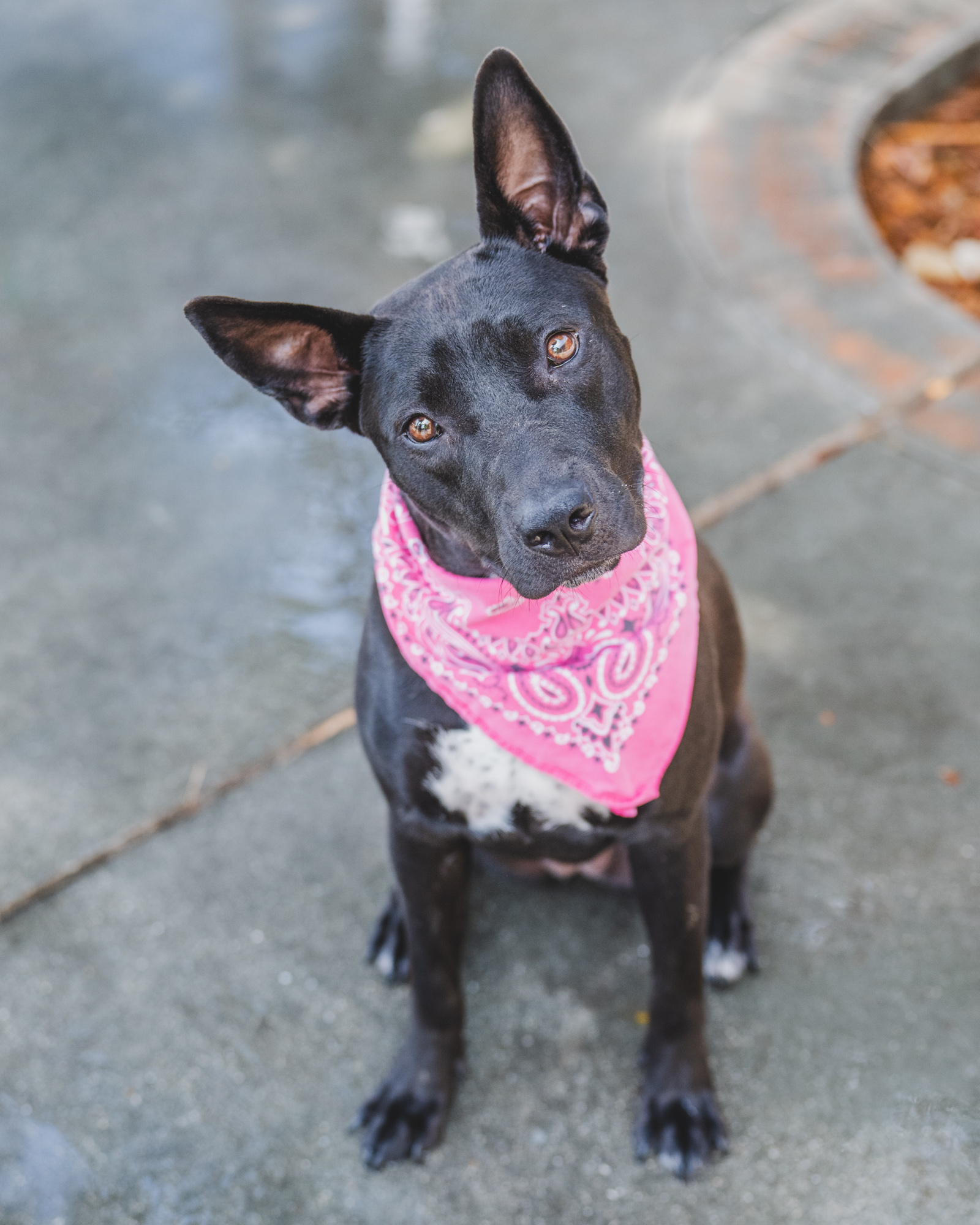 Meet Minita (#A2533958), a sweet and smart 1-year-old Bull Terrier mix who has been at the shelter for about a month after her previous owner was evicted. Despite her recent upheaval, Minita has already shown she knows the "sit" command and is eager to learn more. Her affectionate nature and quick intelligence make her an ideal companion for a loving and stable home. Courtesy: Miami-Dade County Animal Services