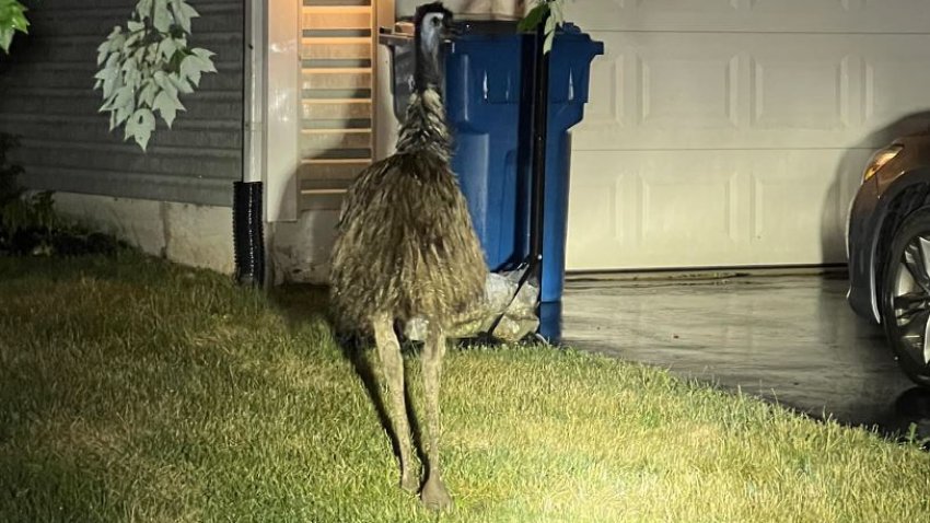 An emu on the lawn of a home