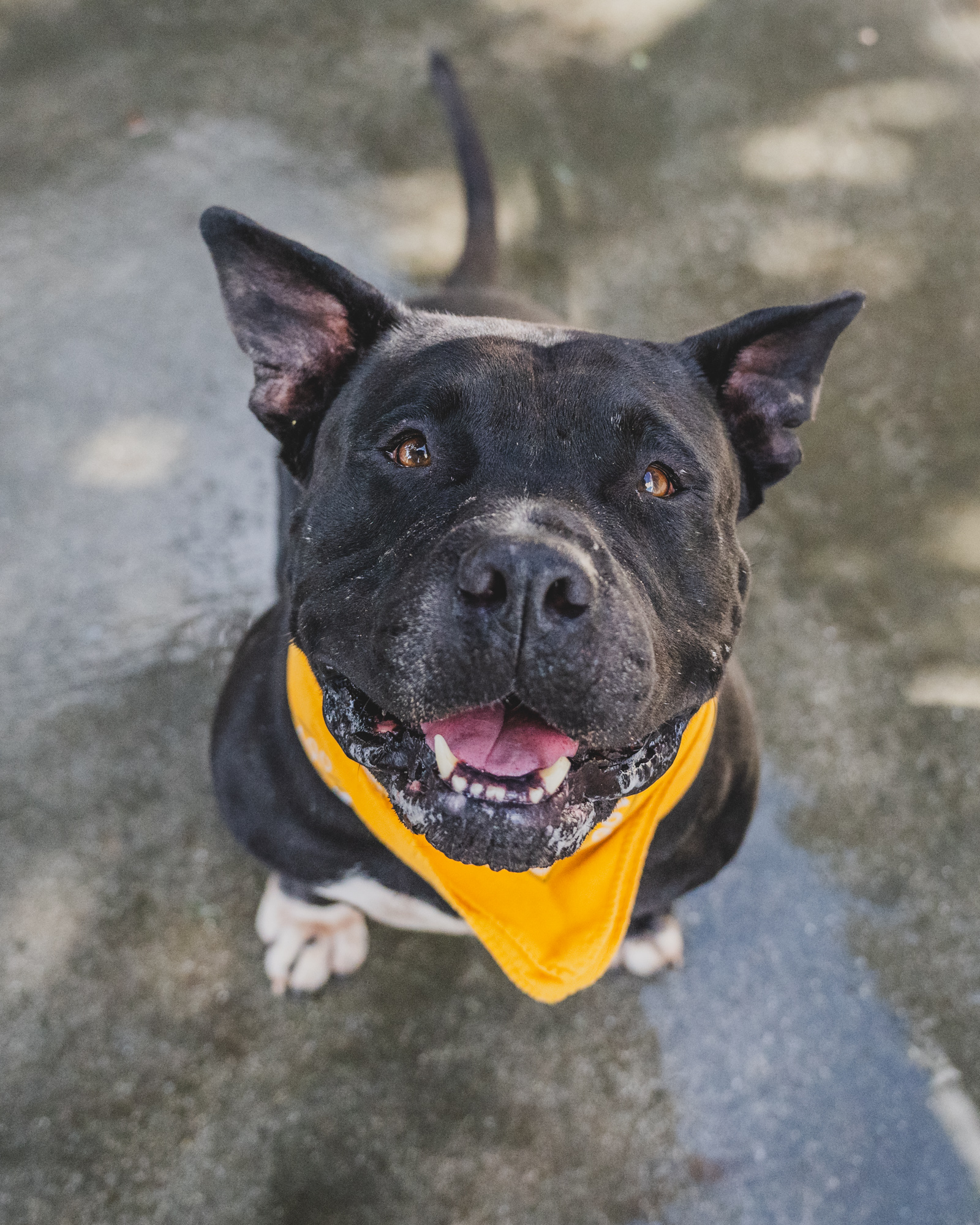 Oliver #A2485838 - Meet Oliver #A2485838, a charming 4-year-old black and white American Bulldog mix with adorable pointy ears. Oliver is a people-loving pup, always eager for human companionship. However, he can become overstimulated around other dogs, so he would thrive best as the only pet in a loving home where he can receive all the attention he deserves. Courtesy: Miami-Dade County Animal Services