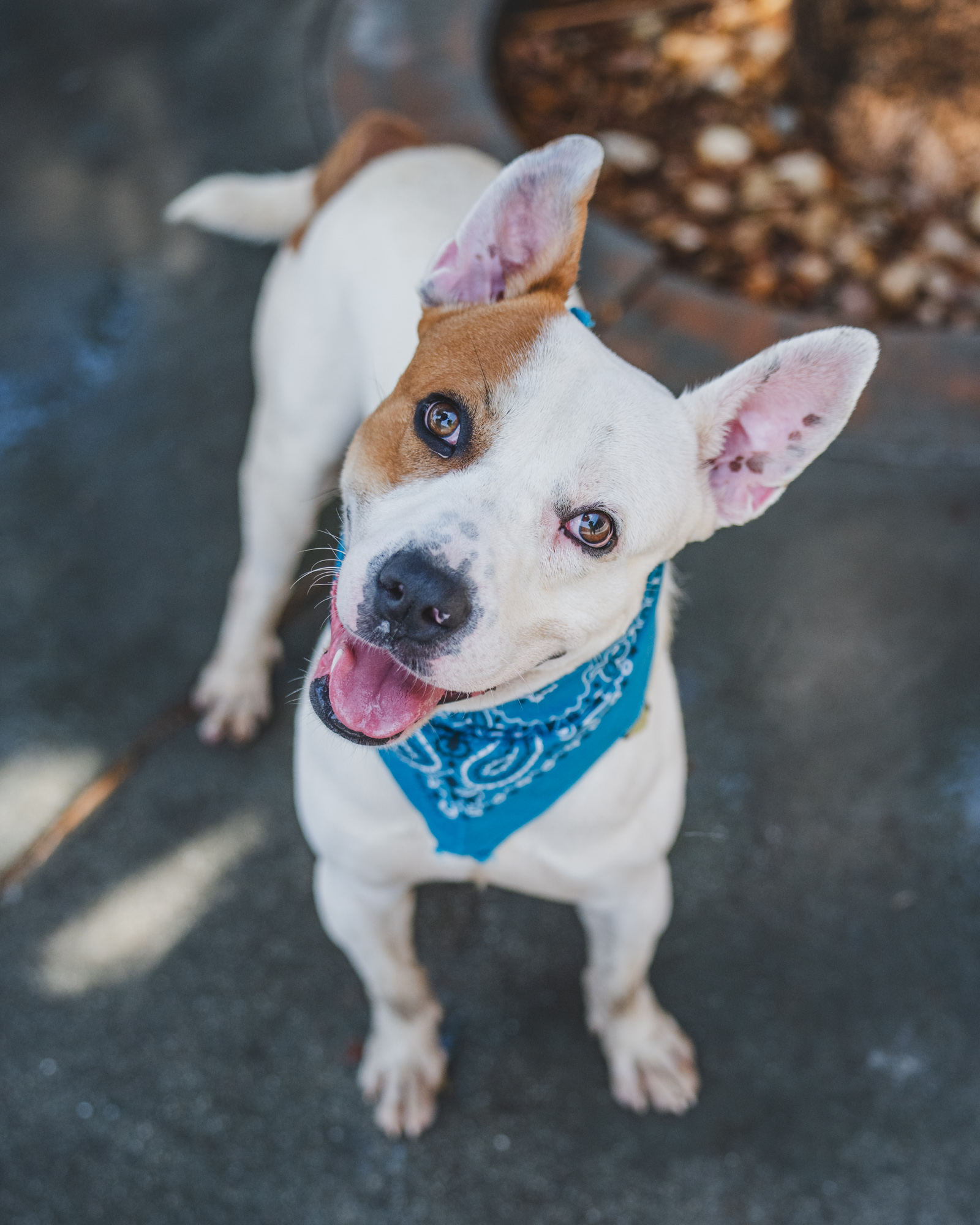 Meet Parker (#A2522652), a lively 7-year-old Bull Terrier mix who arrived at the shelter as a stray in October. Despite his age, Parker remains playful and puppy-like, always ready for fun. His youthful spirit and love for socializing with other dogs in playgroups make him a delightful and entertaining companion for anyone looking to add some joy to their life. Courtesy: Miami-Dade County Animal Services