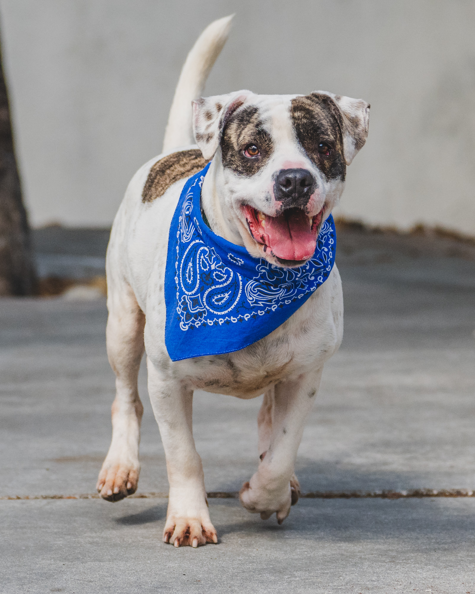 Peter's happy to see you! Will you be his forever family? His reference number is A2499925. Courtesy: Miami-Dade County Animal Services